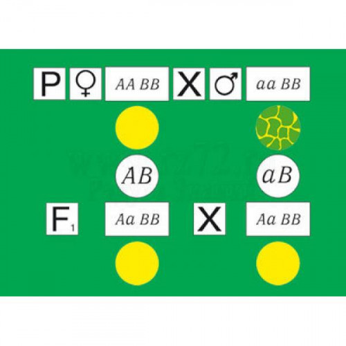 Модель-аппликация "Дигибридное скрещивание. Законы Менделя" (набор из 84 карт)