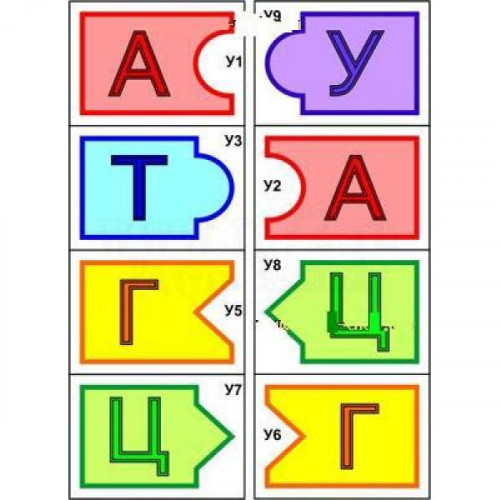 Модель-аппликация "Удвоение ДНК и транскрипция РНК"  (набор из 32 карт)