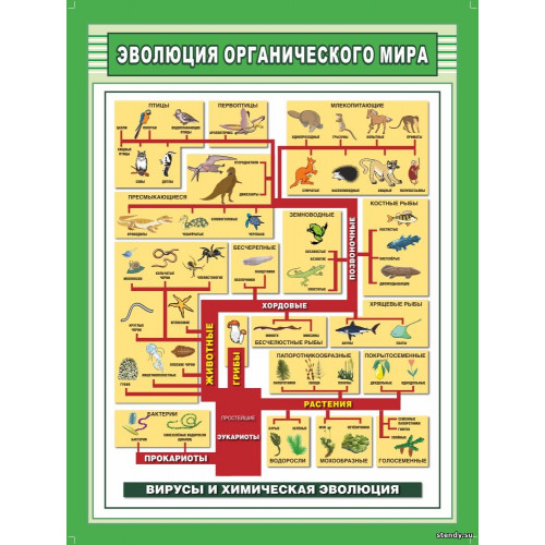 Плакат Эволюция органического мира 100x140 ВИНИЛ