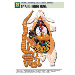 Таблица рельефная "Внутреннее строение кролика" (формат А1, матовое ламинир.)