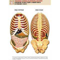 Таблица рельефная "Расположение органов грудной и брюшной полостей по отношению к скелету"(А1, лам.)