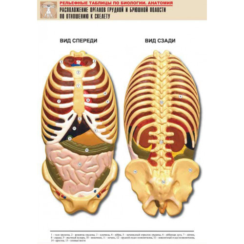 Таблица рельефная Расположение органов грудной и брюшной полостей по отношению к скелету(А1, лам.)