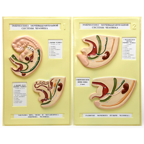 Модель рельефная Эмбриогенез мочевыделительной системы человека 2 планшета 420х660 мм