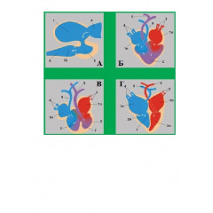Модель-аппликация "Этапы эволюции сердца у позвоночных" (набор из 4 карт)