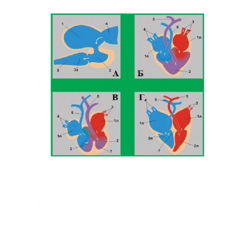 Модель-аппликация "Этапы эволюции сердца у позвоночных" (набор из 4 карт)