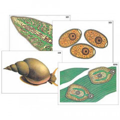 Модель-аппликация "Циклы развития печеночного сосальщика и бычьего цепня" (ламинированная)