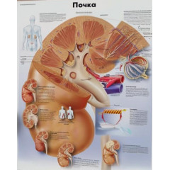 Плакат медицинский Почка человека