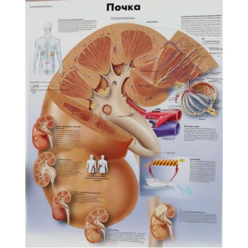 Плакат медицинский Почка человека