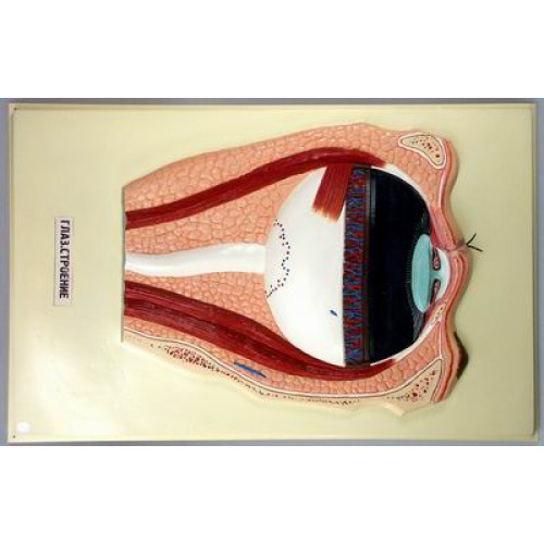 Модель рельефная Строение глаза 1 планшет 420х660 мм