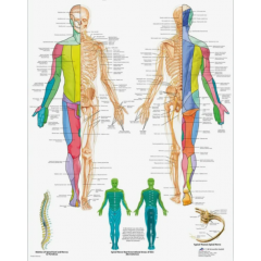 Плакат медицинский Спинномозговые нервы человека