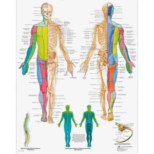 Плакат медицинский Спинномозговые нервы человека