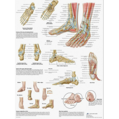 Плакат медицинский Стопа и суставы стопы, анатомия и патология