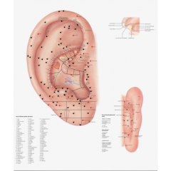 Плакат медицинский Акупунктура уха