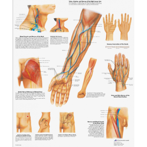 Плакат медицинский Клинически важные кровеносные сосуды и нервные пути