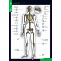 Комплект 10 таблиц Строение тела человека (70х100 см.+80 карт.)
