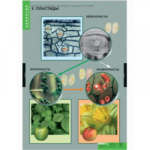 Комплект таблиц Биология. Вещества растений. Клеточное строение 12 шт.