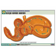 Таблица рельефная "Желудок жвачного животного" (формат А1, матовое ламинир.)