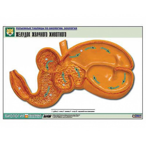 Таблица рельефная Желудок жвачного животного (формат А1, матовое ламинир.)