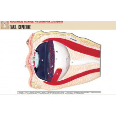 Таблица рельефная "Глаз. Строение" (формат А1, матовое ламинир.)