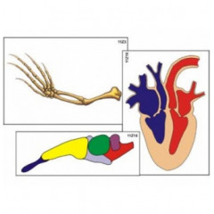 Модель-аппликация "Эволюция систем органов беспозвоночных животных" (набор из 10 карт)