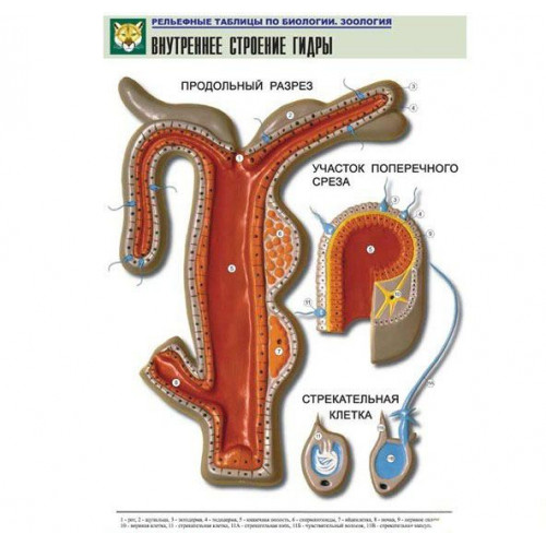 Таблица рельефная Внутреннее строение гидры (формат А1, матовое ламинир.)