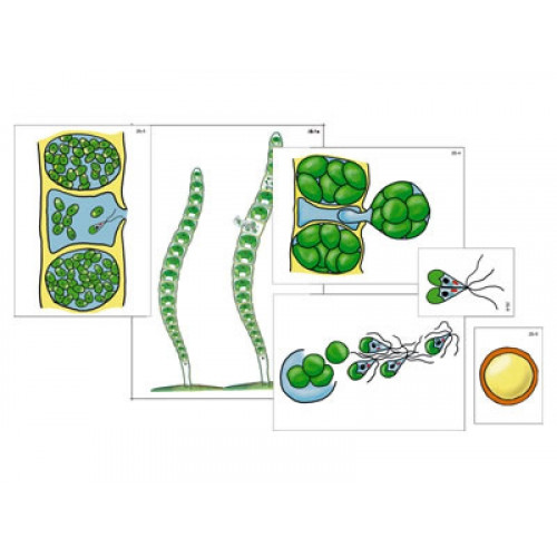 Модель-аппликация "Размножение многоклеточной водоросли" (набор из 9 карт)
