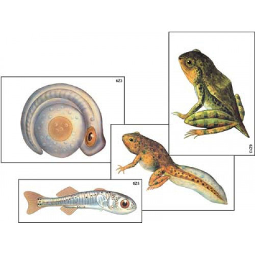 Модель-аппликация "Развитие костной рыбы и лягушки" (ламинированная)