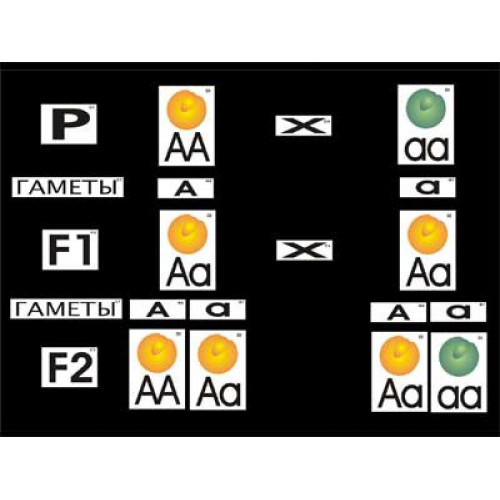 Модель-аппликация "Моногибридное скрещивание"
