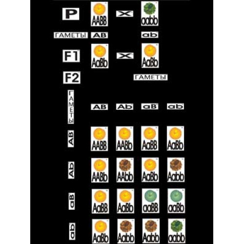 Модель-аппликация Дигибридное скрещивание (ламинированная)