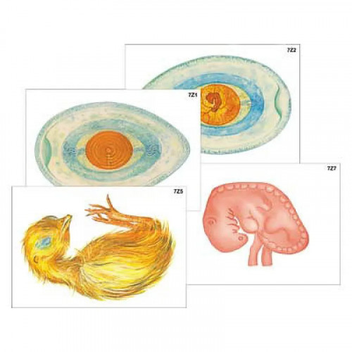 Модель-аппликация "Развитие птицы и млекопитающего (человека)" (ламинированная)