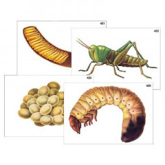 Модель-аппликация "Развитие насекомых с полным и неполным превращением" (ламинированная)