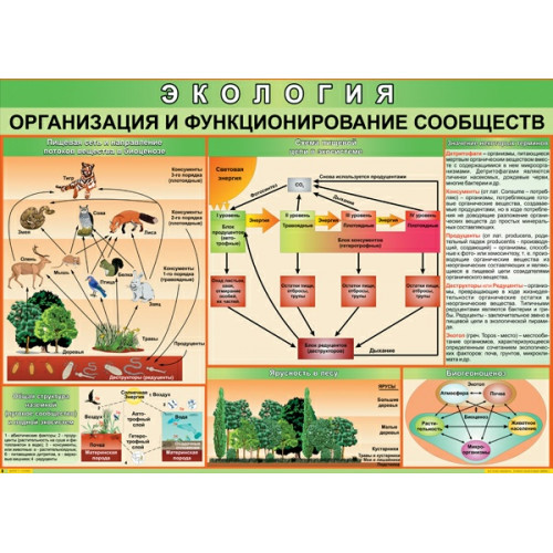 Плакат Организация и функционирование сообществ 70x100