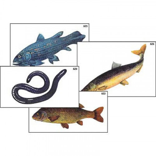 Модель-аппликация "Разнообразие низших и высших хордовых" (ламинированная)