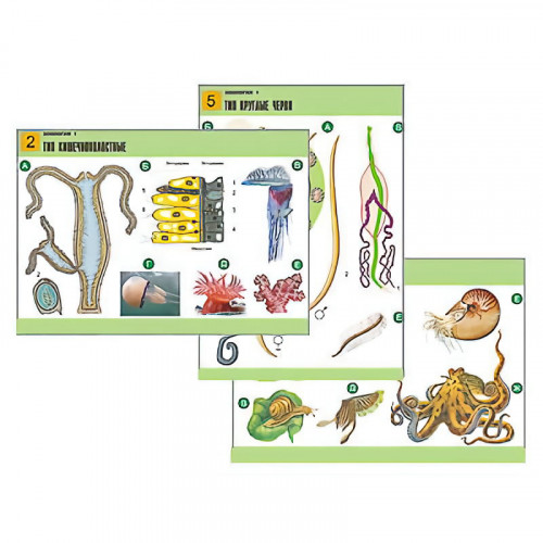 Комплект таблиц по биологии дем. Зоология 2 (16 табл., формат А1, лам.)