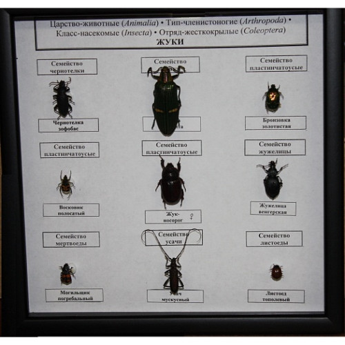 Коллекция Семейство жуков энтомологическая