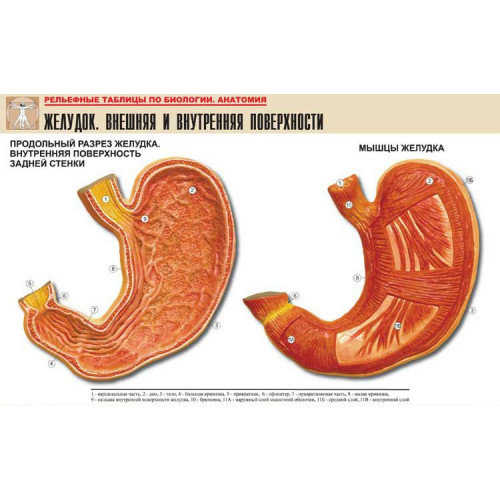 Таблица рельефная Желудок. Внешняя и внутренняя поверхности (формат А1, матовое ламинир.)