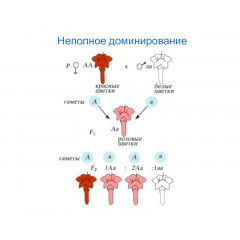 Модель-аппликация "Неполное доминирование" (набор из 22 карт)