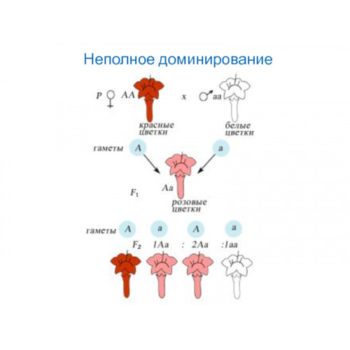 Модель-аппликация "Неполное доминирование" (набор из 22 карт)