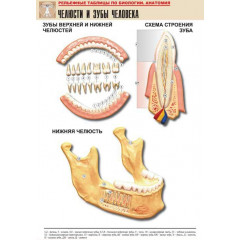 Таблица рельефная "Челюсти и зубы человека" (формат А1, матовое ламинир.)