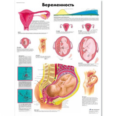 Плакат медицинский Беременность