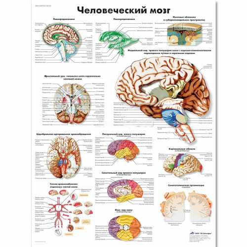 Плакат медицинский Мозг человека