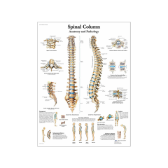 Плакат медицинский Позвоночник человека