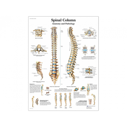 Плакат медицинский Позвоночник человека