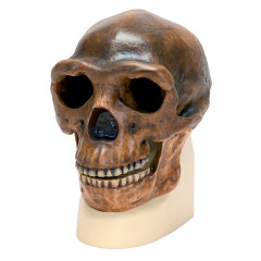 Модель черепа синантропа (Homo erectus pekinensis) (Вайденрайх, 1940)