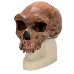 Модель черепа родезийского человека (Homo rhodesiensis) из Брокен-Хилл (Вудвард, 1921)