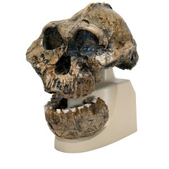 Модель черепа австралопитека Бойса (Australopithecus boisei) (KNM-ER 406 + Omo L7A-125)