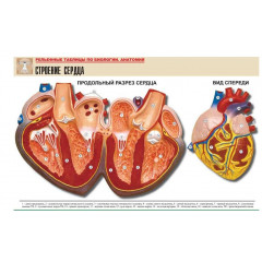 Таблица рельефная"Строение сердца" (формат А1, матовое ламинир.)