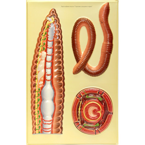 Модель рельефная Строение дождевого червя 1 планшет 420х660 мм