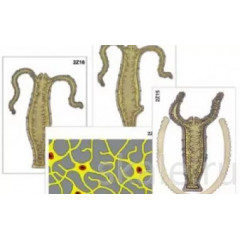 Модель-аппликация "Строение и размножение гидры" (ламинированная)