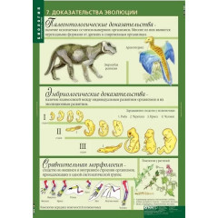 Комплект таблиц "Биология 10-11 классы. Эволюционное учение" (10 таблиц)